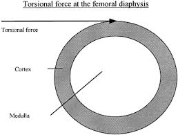 We are sharing her tutorials on street anatomy over a series of posts to help get these out to as many artists as possible! Bone Size And Mechanics At The Femoral Diaphysis Across Age And Sex Sciencedirect