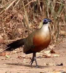 Giant Coua Coua Gigas Madagascar Bird Species Beautiful Birds Nature Animals