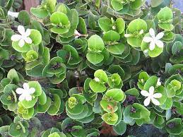 Boxwood Beauty Natal Plum Carissa Macrocarpa Boxwood Beauty At Lakeshore Garden Centres Natal Plum Backyard Plants Plant Nursery
