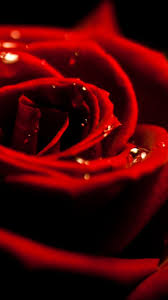 Red Rose Dew Closeup Iphone 6 Wallpaper Download Iphone Wallpapers Ipad Wallpapers One Stop Download Iphone 5s Wallpaper Red Roses Iphone Wallpaper