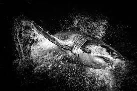 We did not find results for: Shark Black And White Black And White Images Of Sharks Cool Hd Wallpaper Wikiclipart