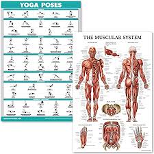 A muscle of the medial thigh that originates on the pubis. Amazon Com Quickfit Yoga Poses And Muscular System Anatomical Poster Set Laminated 2 Chart Set Yoga Position Exercise Routine Anatomical Muscle Diagram 18 X 27 Sports Outdoors
