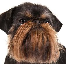 I'm a lifelong cat owner and am privileged to have the means to care for animals and of course would only adopt / rescue. Conditioning Your Brussels Griffon For The Show Ring American Kennel Club