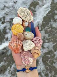 Each bar posts a lower low and closes near the intrabar low. Mixed Box Of Seashells From Florida 1 Box Etsy Sea Shells Seashells Photography Beach Combing