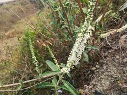 Image result for Buddleja asiatica