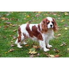 Cavalier King Charles Spaniel Dog Breeds Dog Com King Charles Dog Cavalier King Charles Spaniel King Charles Cavalier Spaniel Puppy