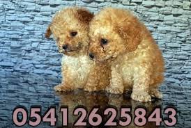 Toy Poodle Fiyatlari Oyuncak Kanis Poodle Kopek