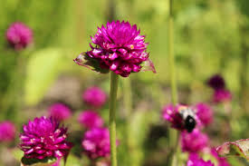 Ready for a list of 50 of the most common verbs that start with g? 60 Flowers That Start With G Home Stratosphere