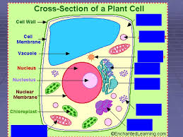Check spelling or type a new query. The Cell Plant Cells Cell Wall The Cell Wall Gives The Plant Cell Most Of Its Support And Structure Ppt Download