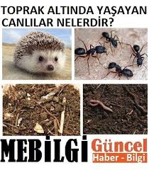 Toprak Altinda Yasayan Canlilar Nelerdir Mebilgi Egitim