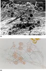 Image result for peronospora grapevine