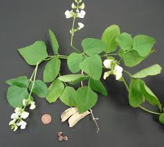 Image result for Lablab