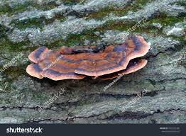 Image result for Ischnoderma resinosum