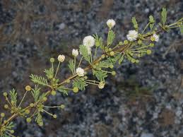 Image result for Acacia kirkii