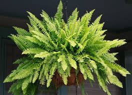 They are deer resistant as well. Potted Fern Free Stock Photos Rgbstock Free Stock Images Mejones September 25 2014 9
