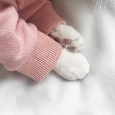 Cats really do love being the centre of. Cute Pink Aesthetic Baby Cat And Cat Image 7102730 On Favim Com