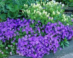 This showy, dwarf species is often grown in rock gardens, used as an edging, or in tubs and pots. Wall Bellflower Campanula Portenschlagiana Dalmation Bellflower Adria Bellflower Campanula Muralis Plants Flowers 99roots Com