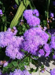 Pin On Flowers And Plants
