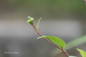 Image result for Azanza lampas