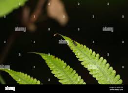 Image result for Christella gueinziana