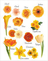 Flores De Color Naranja Nombres De Flores Flores De Melocoton Tipos De Flores