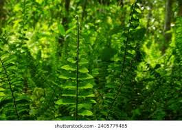 Image result for Ampelopteris