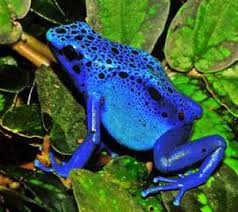 Katak Bawah Tempurung Katak O Katak Kenapa Kau Lompat Facebook