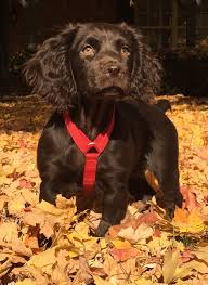 Both parents are … more. Boykin Spaniel Puppies Boykin Spaniel Society