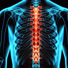 The lumbar region of the spine, more commonly known as the lower back, is situated between the thoracic, or chest, region of the spine, and the sacrum. The Anatomy Of The Thoracic Spine