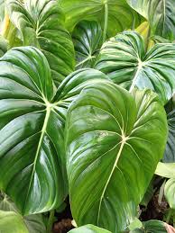 Philodendron Plowmanii Care