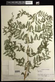 Image result for Hypolepis sparsisora