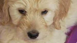 Hours may change under current circumstances Puppies Being Re Sold For Huge Profits In Flips Wqad Com