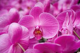 Image result for Orchidaceae