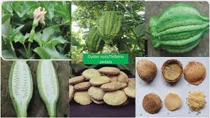 Image result for Telfairia pedata