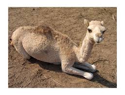 Talk with your child's doctor about these behaviors to see if her crying is related to the information contained on this web site should not be used as a substitute for the medical care and advice of your pediatrician. 13 Camels Ideas Camels Animals Beautiful Animals