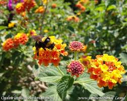 Image result for Lantana tiliifolia