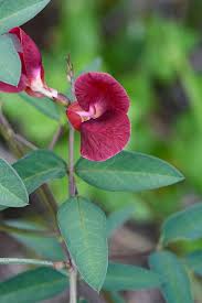 Image result for Macrotyloma africanum