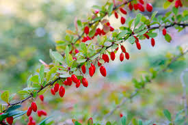 Die beeren sind teils mit leichtem raureif überzogen (siehe detailfoto). Beeren Im Winter Mein Schoner Garten