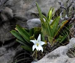 Image result for Angraecum conchiferum