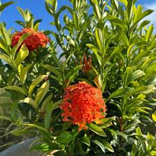 Image result for Ixora hartiana