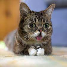 Prepare your cat for your new arrival with these precautions. Pin On Lil Bub