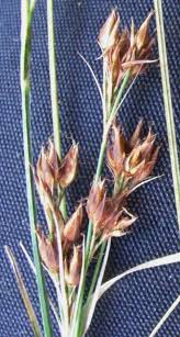 Image result for Rhynchospora rugosa