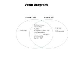 Jun 19, 2021 · the extent of the relationship cannot be determined by this cladogram as it is an unscaled diagram. Cell Unit Objectives Describe Cell Organelles And Their