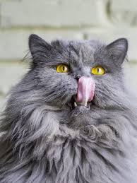 Cartoon cat with yellow eyes on black background. 15 Gorgeous Grey Cat Breeds You Ll Love I Discerning Cat