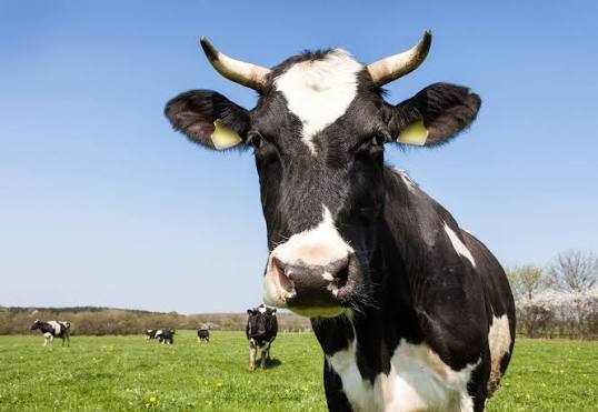 Farm staff attending to pedigree dairy cattle at KALRO Naivasha
