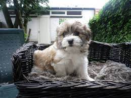 Kruising shih tzu x maltezer. Shih Tzu Boomers Shih Tzu Pups Boomer Pups Goed Verzorgdt Shihtzu En Boomer Puppies