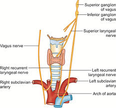 The vocal folds and the space between the folds are referred to as the glottis (= glottic opening). Jaypeedigital Ebook Reader