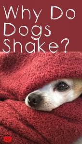Why Is My Dog Shaking Dog Shaking Pets Dog Care