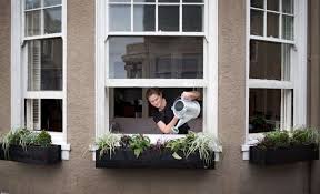 Small window box with large sweet potato vine: Diy Window Boxes Build It Yourself For A Perfect Fit Remodelista