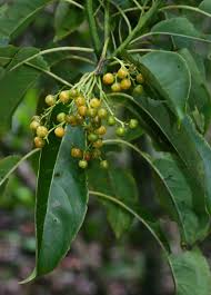 Image result for Hilsenbergia